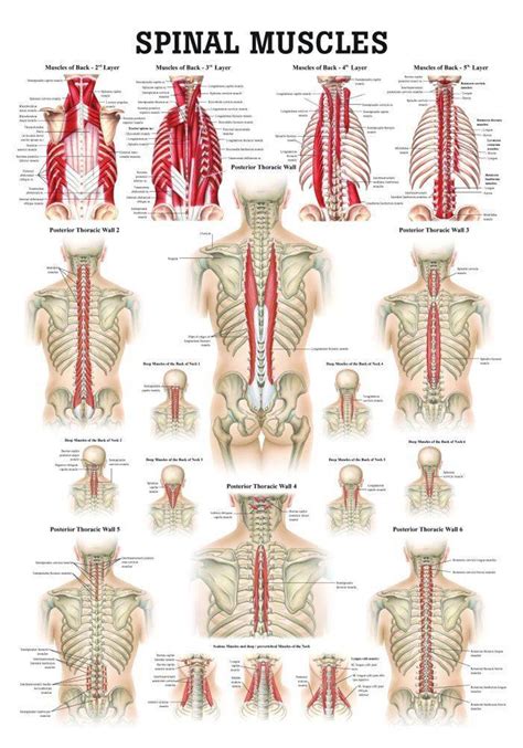 Anatomy of the back: Spine and back muscles .